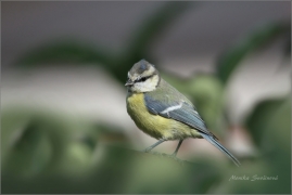 <p>SÝKORA MODŘINKA (Cyanistes caeruleus) /Eurasian blue tit - Blaumeise/</p>